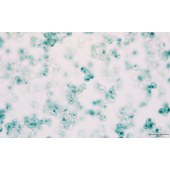 Solarbio G1580 β-半乳糖苷酶染色试剂盒