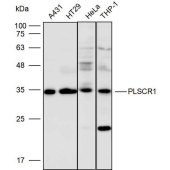 Solarbio K110530P Anti-PLSCR1 Polyclonal Antibody