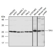 Solarbio K111237P Anti-TPI1 Polyclonal Antibody