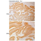 Solarbio K111068P Anti-GUF1 Polyclonal Antibody