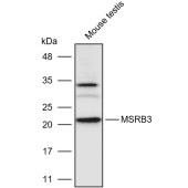Solarbio K110921P Anti-MSRB3 Polyclonal Antibody