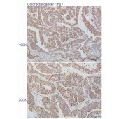 Solarbio K110548P Anti-IL33 Polyclonal Antibody
