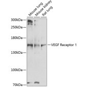 Solarbio K009987P Anti-VEGFR1 Polyclonal Antibody