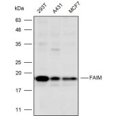 Solarbio K110531P Anti-FAIM Polyclonal Antibody