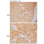 Solarbio K111750P Anti-ARSF Polyclonal Antibody