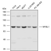 Solarbio K111078P Anti-MYBL1 Polyclonal Antibody