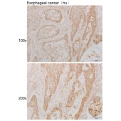Solarbio K111616P Anti-KIN Polyclonal Antibody