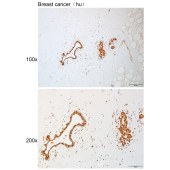 Solarbio K111086P Anti-RFWD3 Polyclonal Antibody