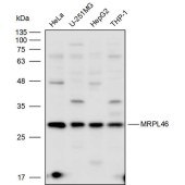 Solarbio K111685P Anti-MRPL46 Polyclonal Antibody