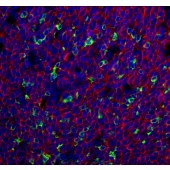 Solarbio K009917P Anti-PD-1/CD279 Polyclonal Antibody