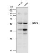 Solarbio K111613P Anti-INTS12 Polyclonal Antibody