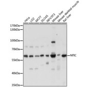 Solarbio K009930P Anti-NFIC Polyclonal Antibody