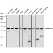 Solarbio K111648P Anti-FARSB Polyclonal Antibody