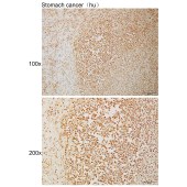 Solarbio K110953P Anti-CBX8 Polyclonal Antibody