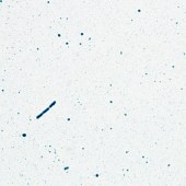 Solarbio G3230 改良Gram-Weigert革兰染色试剂盒