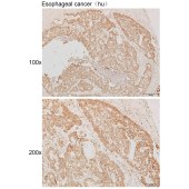 Solarbio K111857P Anti-ADORA3 Polyclonal Antibody