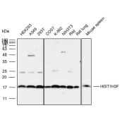 Solarbio K111917P Anti-HIST1H3F Polyclonal Antibody