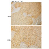 Solarbio K111053P Anti-ARSD Polyclonal Antibody