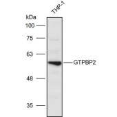 Solarbio K111231P Anti-GTPBP2 Polyclonal Antibody