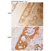 Solarbio K111942P Anti-MTERF1 Polyclonal Antibody
