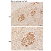 Solarbio K111272P Anti-REN Polyclonal Antibody