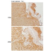 Solarbio K111632P Anti-SLC4A1AP Polyclonal Antibody