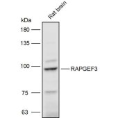 Solarbio K111500P Anti-RAPGEF3 Polyclonal Antibody
