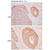 Solarbio K111715P Anti-ATG10 Polyclonal Antibody