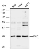 Solarbio K112110P Anti-DXO Polyclonal Antibody