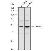 Solarbio K110997P Anti-CHRM5 Polyclonal Antibody
