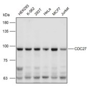 Solarbio K111122P Anti-CDC27 Polyclonal Antibody