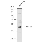 Solarbio K110587P Anti-DHCR24 Polyclonal Antibody