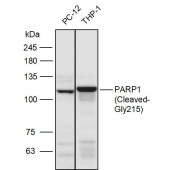 Solarbio K111115P Anti-PARP1 (Cleaved-Gly215) Polyclonal Antibody
