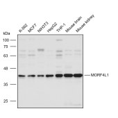 Solarbio K111600P Anti-MORF4L1 Polyclonal Antibody