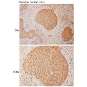 Solarbio K110918P Anti-STAC Polyclonal Antibody