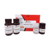 Solarbio G3090 螺旋体菌染色试剂盒(Levaditi法)