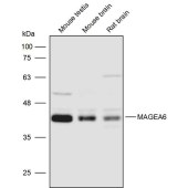 Solarbio K111733P Anti-MAGEA6 Polyclonal Antibody