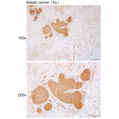 Solarbio K112102P Anti-CNTF Polyclonal Antibody