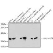Solarbio K009915M Anti-Histone H2B Monoclonal Antibody