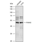 Solarbio K111668P Anti-FAAH2 Polyclonal Antibody