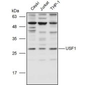 Solarbio K111241P Anti-USF1 Polyclonal Antibody