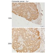 Solarbio K111629P Anti-WEE2 Polyclonal Antibody