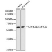 Solarbio K009989P Anti-AMPKa1/AMPKa2 Polyclonal Antibody