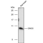 Solarbio K110941P Anti-GNG3 Polyclonal Antibody