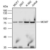 Solarbio K110919P Anti-MCM7 Polyclonal Antibody