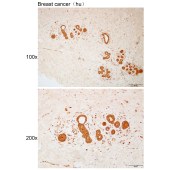 Solarbio K111983P Anti-CEP97 Polyclonal Antibody