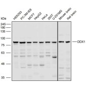 Solarbio K110536P Anti-DDX1 Polyclonal Antibody