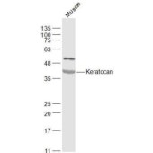 Solarbio K009953P Anti-Keratocan Polyclonal Antibody