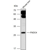 Solarbio K111738P Anti-FNDC4 Polyclonal Antibody