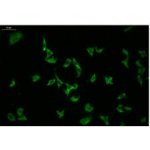 Solarbio S1064 Solar Fluor 488 琥珀酰亚胺酯